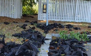 Capture d'écran d'une vidéo où l'on voit des chauves-souris mortes en raison de la chaleur extrême en Australie, en novembre 2014.