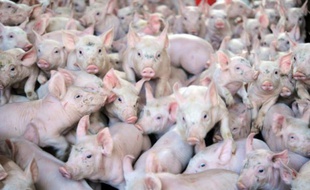 Des cochons dans une ferme (illustration).