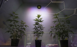Illustration de plants de cannabis, ici en Italie.