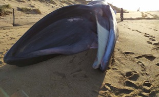 Le rorqual mesure entre 15 et 18 m.