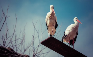 Klepetan et Malena, le couple de cigognes blanches en Croatie, le 17 mars 2015.