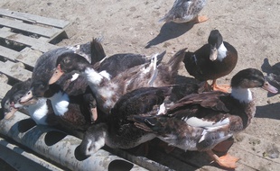 Illustration d'un élevage de canards dans le Gers.