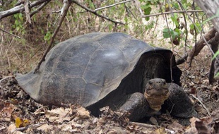 Une espèce rare de tortue géante des îles Galapagos que l'on croyait éteinte il y a plus de 150 ans aurait fait sa réapparition en très petit nombre, selon des travaux publiés lundi aux Etats-Unis.
