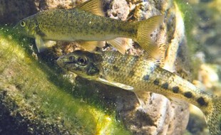 Le barbeau (en haut) et le goujon (en bas) sont les deux espèces de la Garonne qui avalent le plus de microplastiques.