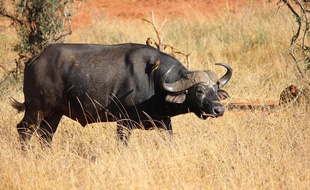 400 buffles sont morts noyés dans une rivière au Botswana.