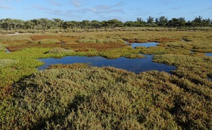 Une mangrove sur l'île Europa, territoire français dans l'Océan indien.