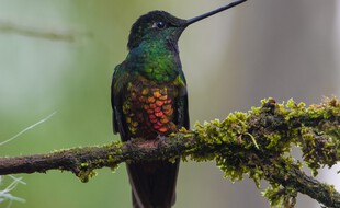 Un colibri en Colombie (image d'illustration).