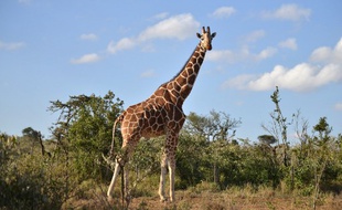 Une girafe vivant à l'état sauvage prise en photo le 21 juin 2017 dans une réserve du Kenya.