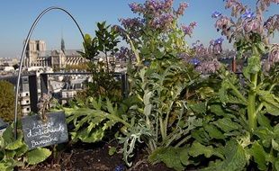 Un potager sur le toit de la Mutualite à Paris.