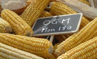 Illustration du maïs OGM Monsanto.