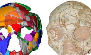 Le plus vieil Homo sapiens non africain a été retrouvé