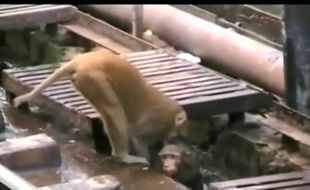 Un singe héroïque sauve un singe électrisé sur les rails