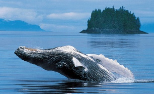 Une baleine à bosse, dont certains groupes sont encore en voie d'extinction.