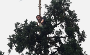 Man in Tree a tenu en haleine de nombreux internautes, au sommet de son séquoia.