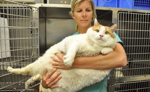 Meow, le chat de 18 kilos, est mort le 5 mai.