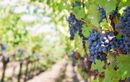 En Gironde, des demandes pour arracher plus de 10.000 hectares de vignes