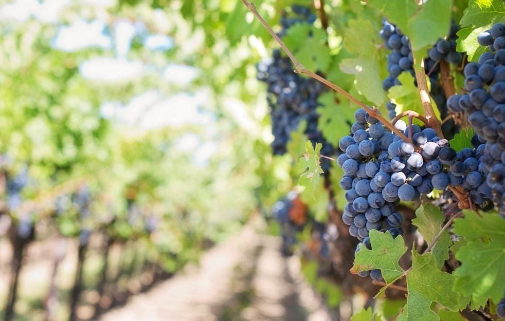 Marie-Lys Bibeyran a passé onze ans à alerter sur les dangers d'exposition aux pesticides, pour les travailleurs de la vigne, les riverains et les consommateurs. 