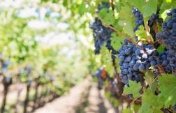 Après l’incendie géant, les raisins des Corbières ont un goût de fumée