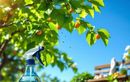 Protégez vos arbres fruitiers dès la fin de l’été : la solution naturelle et rapide contre les pucerons