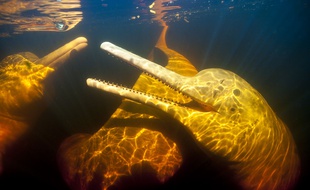 Des dauphins roses d'Amazonie.