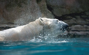 L'ours Olaf est décédé au zoo d'Amnéville à l'âge de 31 ans.
