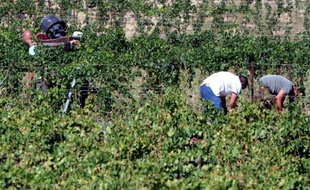 A la saison des vendanges, des saisonniers portugais sèment l'émoi dans les vignobles des Corbières. Carlos et Filipe accusent des viticulteurs audois de les avoir fait travailler tout l'hiver "sauf les jours de pluie" pour 700 euros par mois, et ont porté l'affaire en justice.