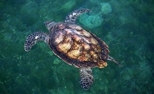 Une tortue de mer.