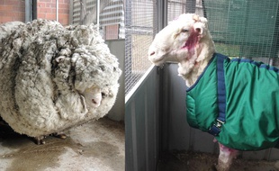 Photomontage de Chris, le mouton merinos australien tondu le 3 septembre 2015.