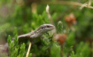 Un lézard vivipare