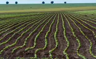 Un champ de soja dans les plaines du Cerrado, près de Campo Verde.