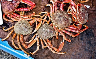 Des araignées de mer pêchées au large des côtes normandes (Calvados), le 11 décembre 2016 (illustration).