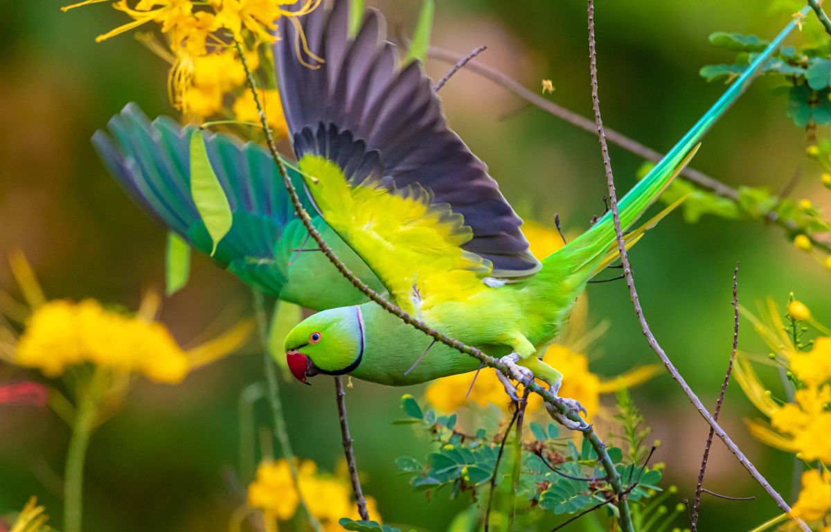 Three exotic birds to observe in your gardens - SOTHISISWHAT.COM