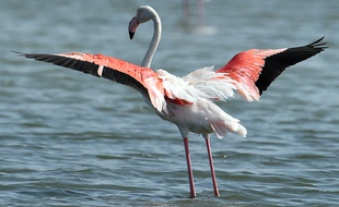Un flamand rose à Carnon, près de Montpellier.