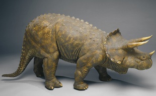 Une reconstitution de tricératops exposée au muséum d'histoire naturelle de Londres.