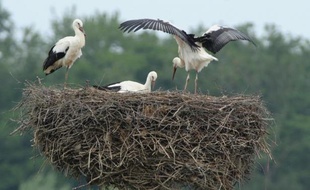 La grande migration des cigognes vers le Sud a commencé, mais certaines n'ont aucune intention de quitter l'Alsace. Grâce à une réintroduction réussie, l'échassier emblématique de la région y a repris ses aises, peut-être même un peu trop