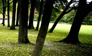 Des arbres dans le parc de la tête d'or, à Lyon.