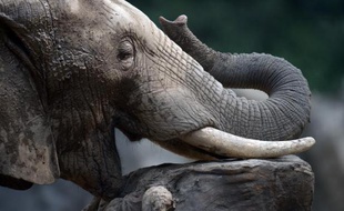 Des défenseurs des animaux sont montés au créneau mardi après la mort d'un octogénaire tué en Seine-et-Marne par un éléphant de cirque, tandis qu'une enquête qui pourrait être longue et technique sur ces faits rarissimes a été ouverte.