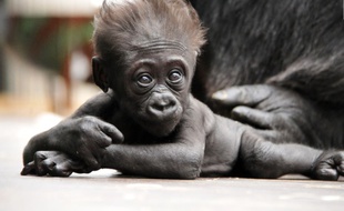 La petite Xia était née en janvier 2019 au parc zoologique de Saint Martin-la-Plaine