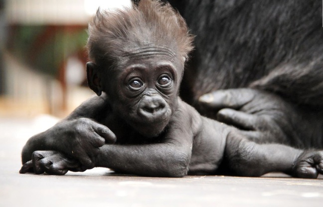 Loire: Un bébé gorille décède au zoo de Saint-Martin-la-Plaine, le comportement de son père interroge