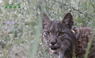 Certains lynx sont touchés par un mystérieux trouble neurologique. (Illustration)