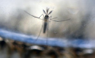Des larves de moustiques Aedes Aegypti, photographiées dans un laboratoire du ministère de la Santé à El Salvador (San Salvador), le 7 février 2016