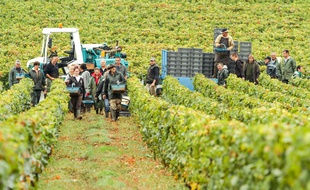 Illustration de vendanges.