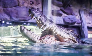 Cette prison gardée par des crocodiles n'est encore qu'un projet (photo d'illustration).