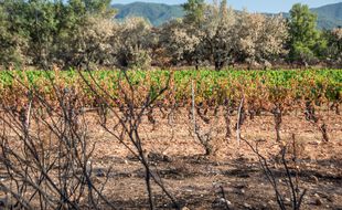 Les vignes en bordure de rangs et les petites parcelles les plus isolées sont celles qui ont le plus soufferts