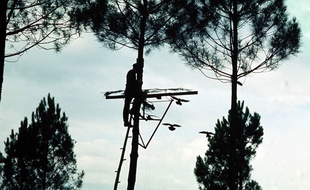 Chasse à la palombière