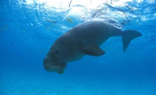 Un dugong dans les eaux de Malaisie.