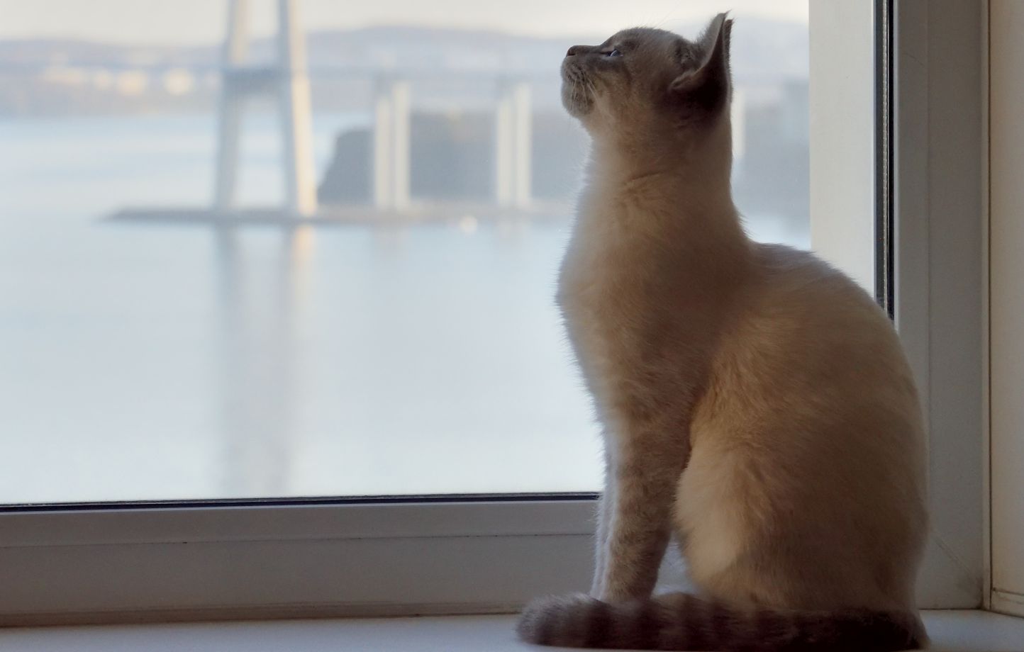 Chat d'intérieur : Vaccination Obligatoire ? Démystifions les Idées Reçues!
