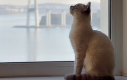 Un chat qui ne sort pas n’a pas besoin d’être vacciné : vrai ou faux ?