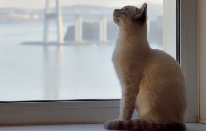 Un chat qui ne sort pas n’a pas besoin d’être vacciné : vrai ou faux ?