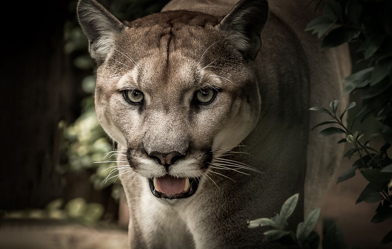 Un Americain de 21 ans meurt apres une attaque extremement rare de puma